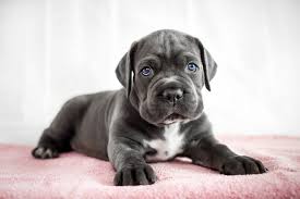 The Best Way to Raise a Cane Corso Puppy